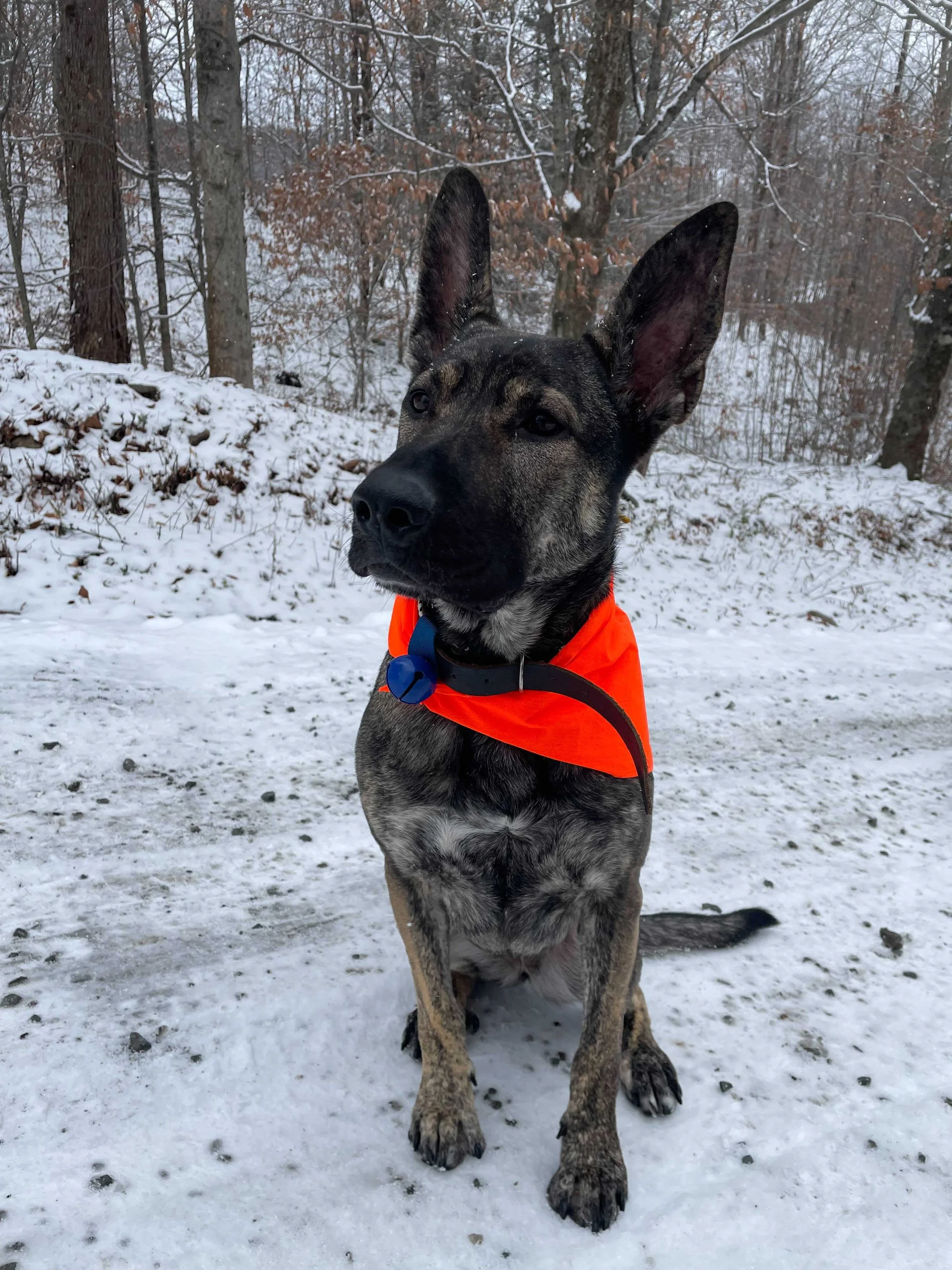 Can parvo survive in the best sale winter